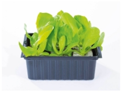 Barquette de 6 plants de légumes
