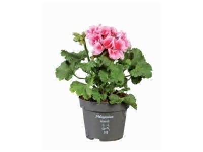 Géranium en pot