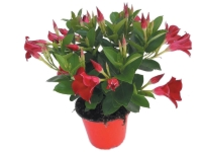 Dipladenia touffe