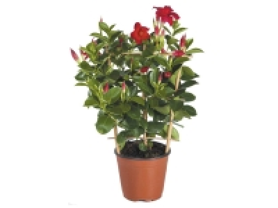 Lidl  Dipladenia pyramide