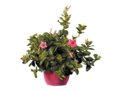 Dipladenia coupe