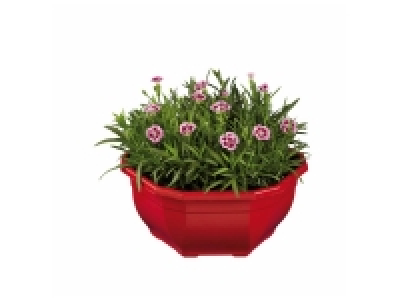 Pivoine en pot ou illet parfumé ou ostéospermum en coupe