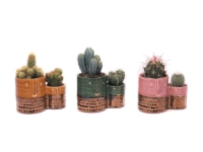 Laurier rose ou Érable du Japon ou Cactus duo
