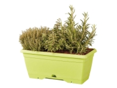 Rosier parfumé ou Jardinière daromatiques