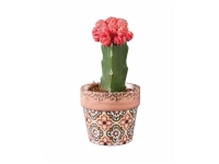 Lidl  Cactus Fleuri