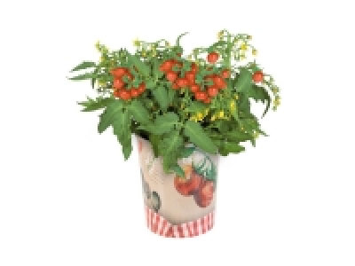 Plante fruitière