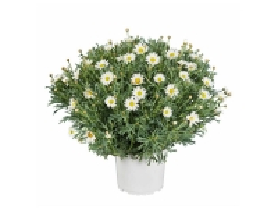 Marguerite « anthémise » ou Barquette de 6 plants de légumes
