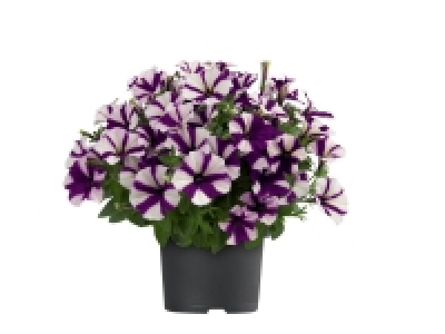Pétunia