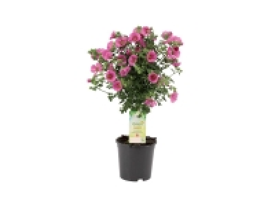 Plantes méditéranéennes sur tige ou Coupe florale printanière
