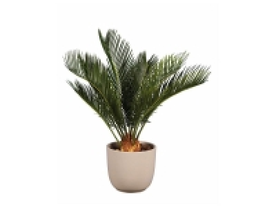 Lidl  Cycas Révoluta