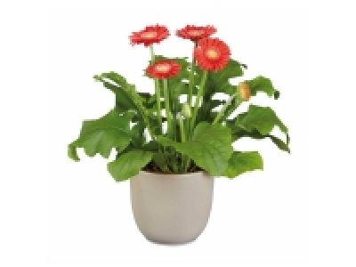 Gerbera
