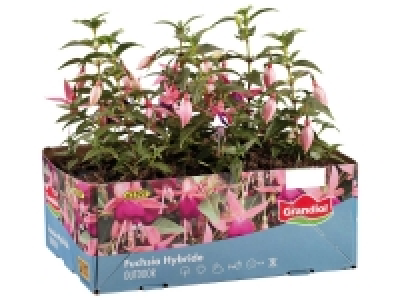Fuchsias
