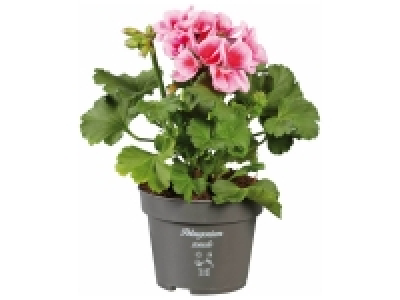 Geranium
