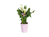 Lidl  Calla en pot céramique ou Suspension plantes fleuries