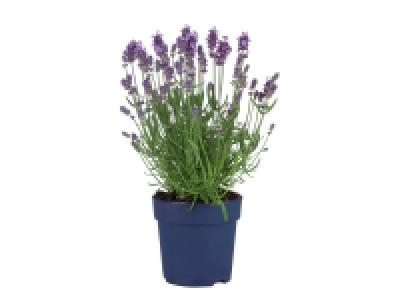 Lavande angustifolia