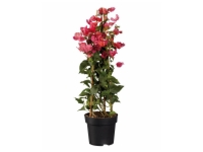 Lidl  Bougainvillier