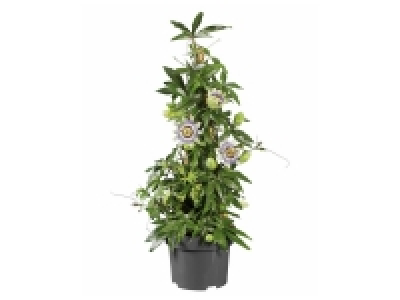 Lidl  Passiflore pyramide ou Plante pour thé en pot