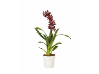 Orchidée 1 tige Happy