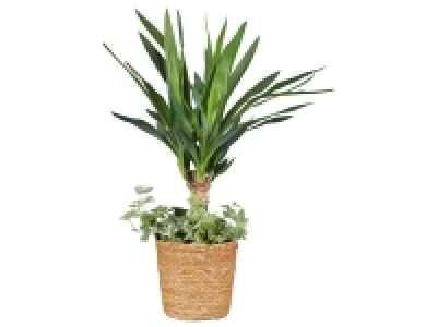 Plante verte en corbeille